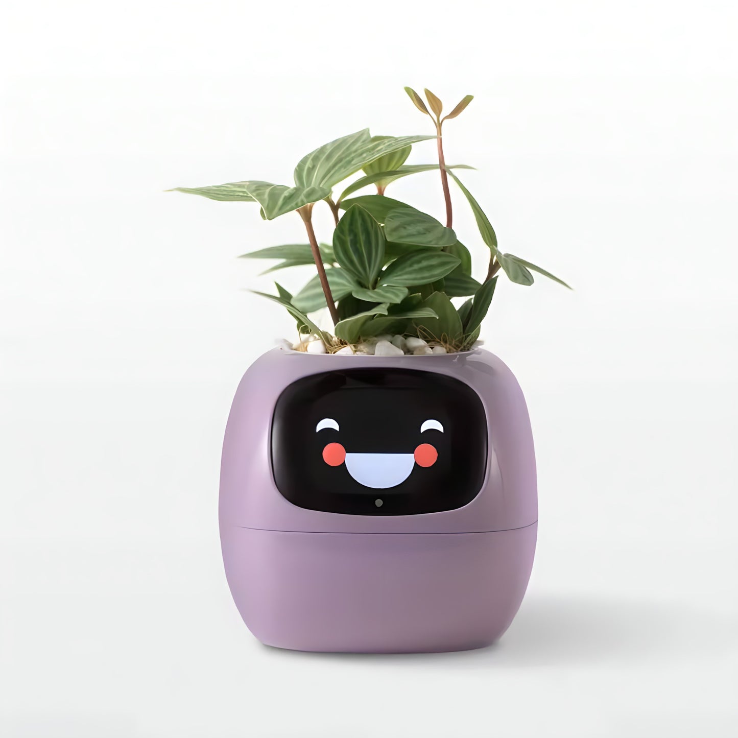 Ivy Smart Planter – Your Interactive Plant Companion